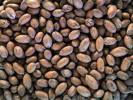 Pecannüsse in der Schale