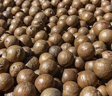 Macadamia Nüsse mit Schale 500g